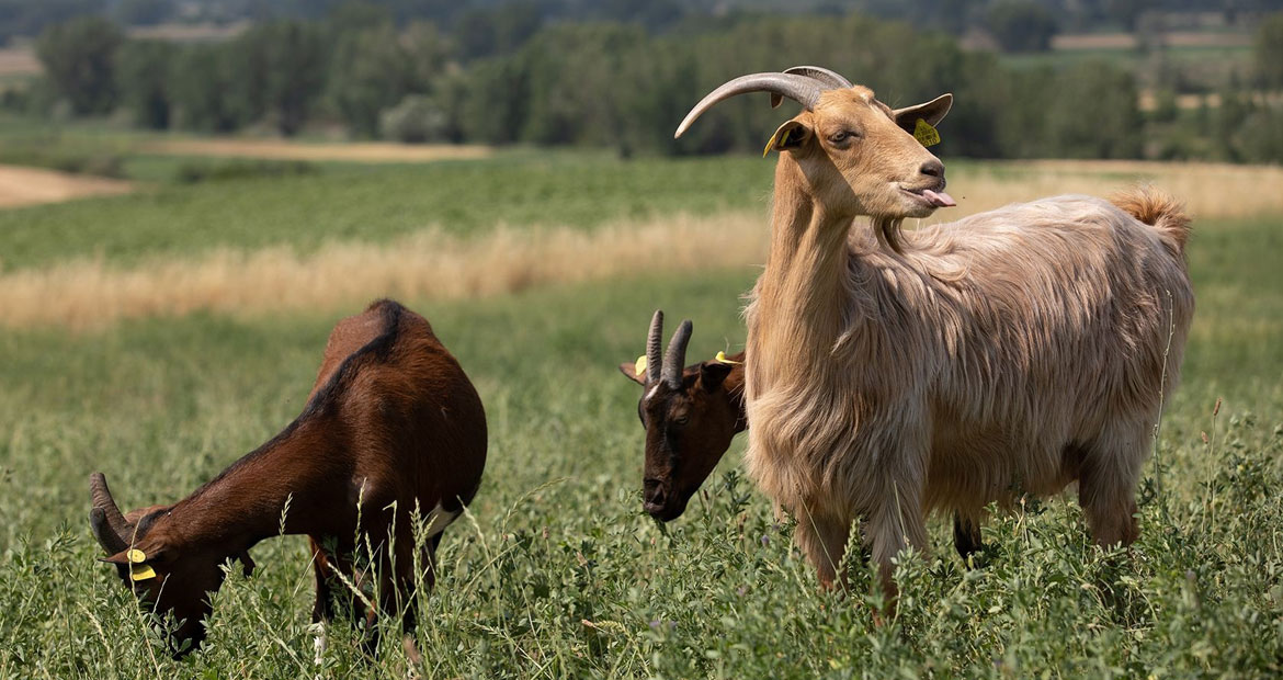 Κουρμούλης